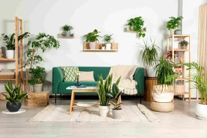 Variety of indoor plants displayed in different creative settings, enhancing home decor and air quality