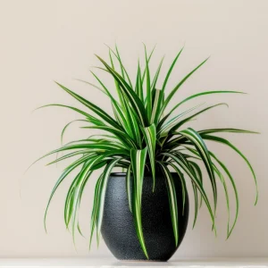 Spider Plant (Chlorophytum comosum) - Perfect Plants for Home Decor Enthusiasts