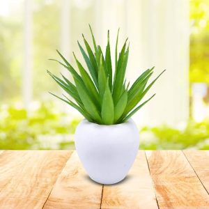 Aloe Vera: Stylish Plants for Home Decor Enthusiasts