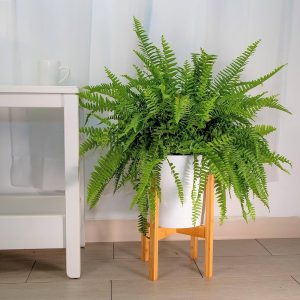 Boston Fern: Essential Plants for Home Decor Enthusiasts