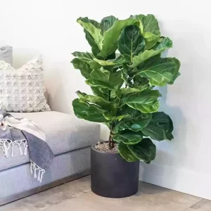 Fiddle Leaf Fig: Essential Plants for Home Decor Enthusiasts