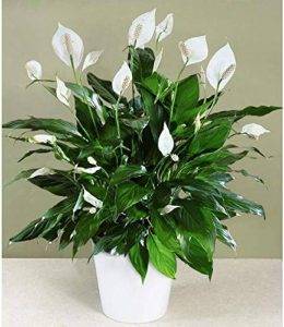 Graceful Peace Lily (Spathiphyllum) - Ideal Plants for Home Decor Enthusiasts