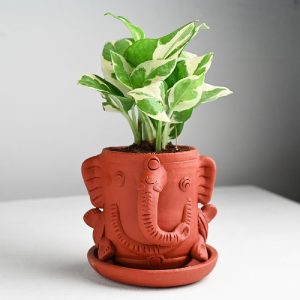 Pothos: Ideal Plants for Home Decor Enthusiasts