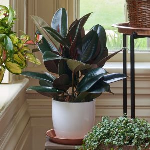 Rubber Plant: Stylish Plants for Home Decor Enthusiasts