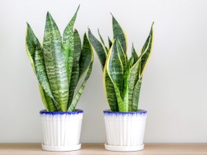 Stunning Snake Plant (Sansevieria) - Ideal Plants for Home Decor Enthusiasts