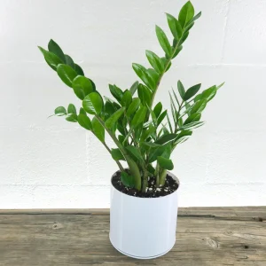 ZZ Plant (Zamioculcas zamiifolia): Stylish Plants for Home Decor Enthusiasts